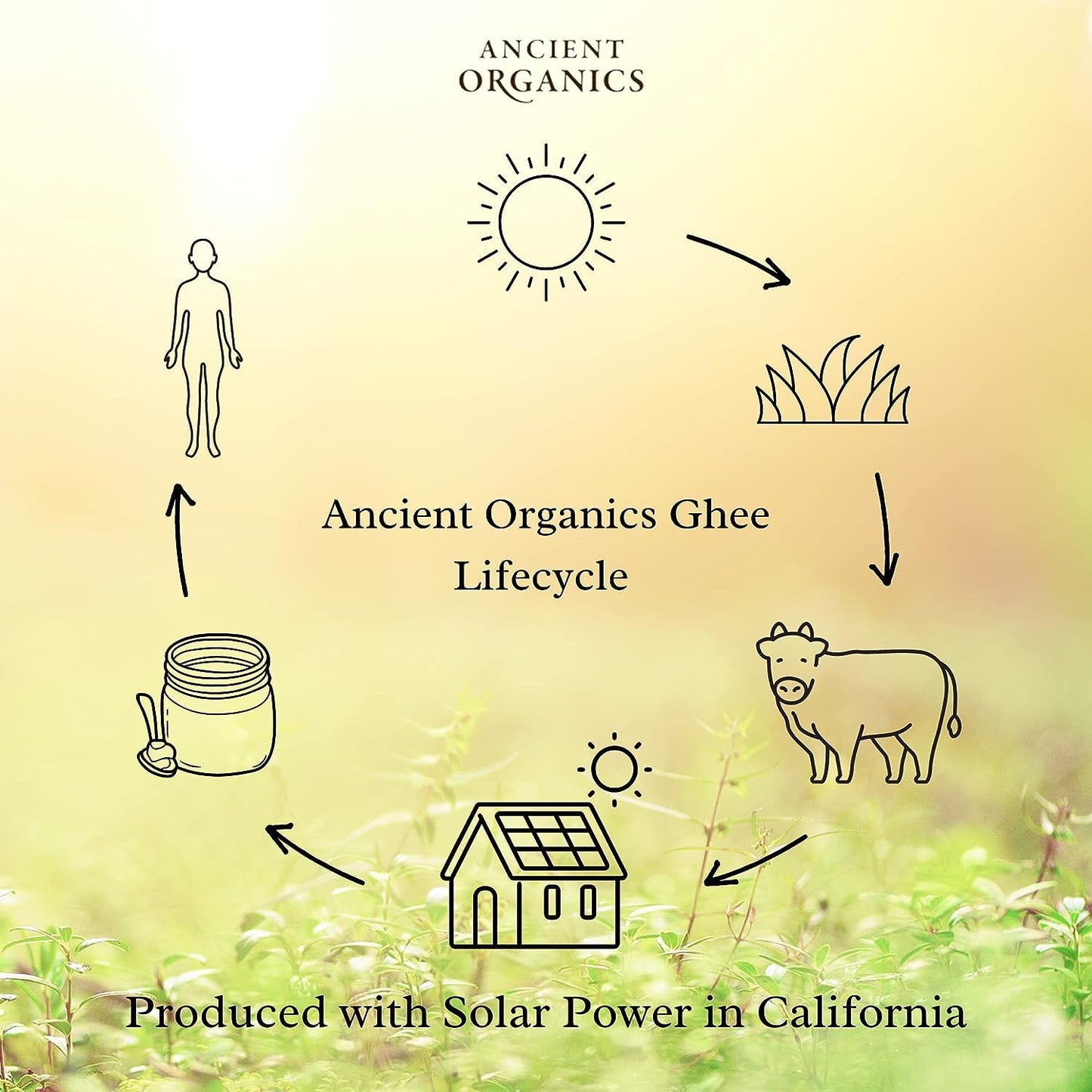 Ancient Organics Ghee, Organic Grass Fed Gluten Free Clarified Ghee Butter with Vitamins & Omegas, Lactose Free, 100% Certified Organic, Kosher, USDA Certified, Made in USA - 16 Fl Oz (Pack of 3)